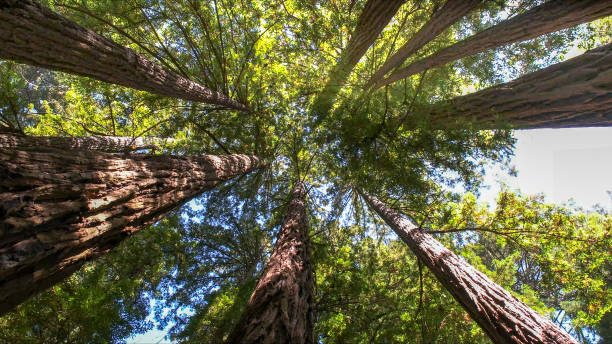 Best Hazardous Tree Removal  in Ranlo, NC