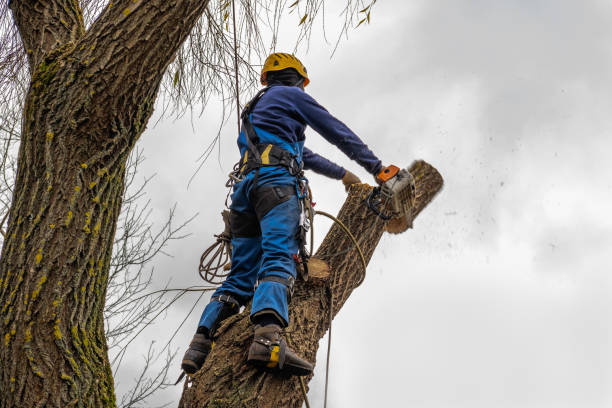 Best Fruit Tree Pruning  in Ranlo, NC