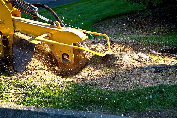 Best Tree Trimming and Pruning  in Ranlo, NC