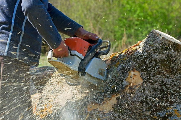 How Our Tree Care Process Works  in  Ranlo, NC