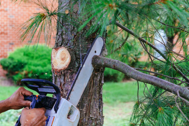 Best Lawn Mowing  in Ranlo, NC